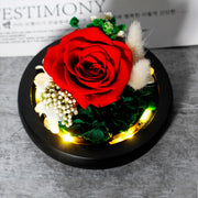 Rose Eternelle Cloche en Verre | Cadeau Saint-Valentin